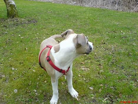 Amerikansk staffordshire terrier King... stjålet ::::::::( - jeg kan se noget billede 20