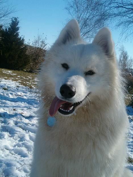 Samojedhund Gismo  - Foto: Nmf (2006) billede 9