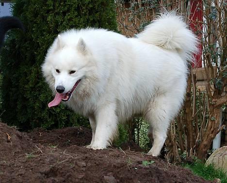 Samojedhund Gismo  - Foto: Nmf (2006) billede 10
