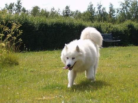 Samojedhund Gismo  - Foto: Nmf (2006) billede 11