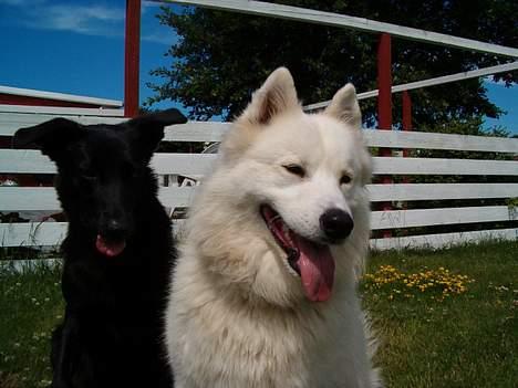Samojedhund Gismo  - Foto: Nmf (2006) billede 12