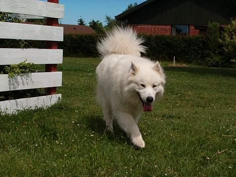Samojedhund Gismo  - Foto: Nmf (2006) billede 13