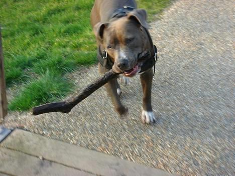 Amerikansk staffordshire terrier Zindi billede 11