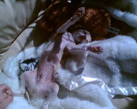 Chihuahua Riki - poterne op... mor bestemmer, tror hun billede 3