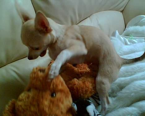 Chihuahua Riki - bamsens død billede 4