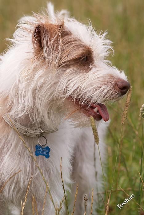 Blanding af racer Bella - Profil.. billede 13