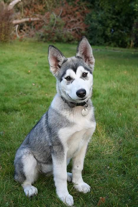 Alaskan malamute Freja *aflivet* billede 1