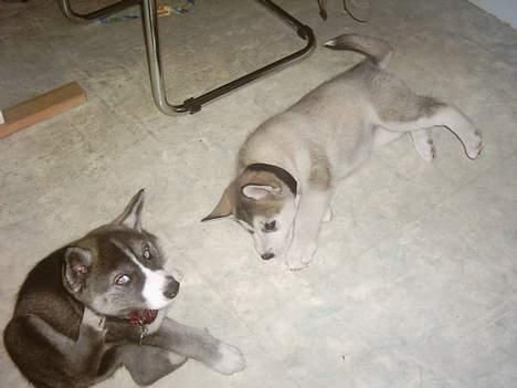 Alaskan malamute Freja *aflivet* - Freja, et par uger gammel med hendes søster frida billede 2