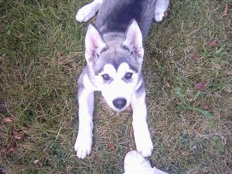 Alaskan malamute Freja *aflivet* billede 3