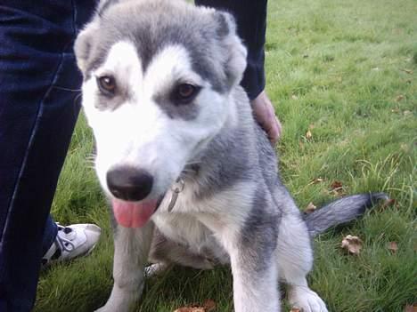 Alaskan malamute Freja *aflivet* billede 4