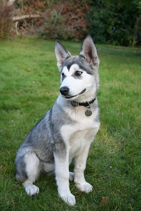 Alaskan malamute Freja *aflivet* billede 5