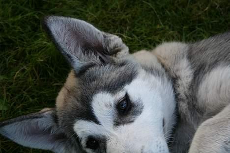 Alaskan malamute Freja *aflivet* billede 6