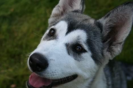 Alaskan malamute Freja *aflivet* billede 7