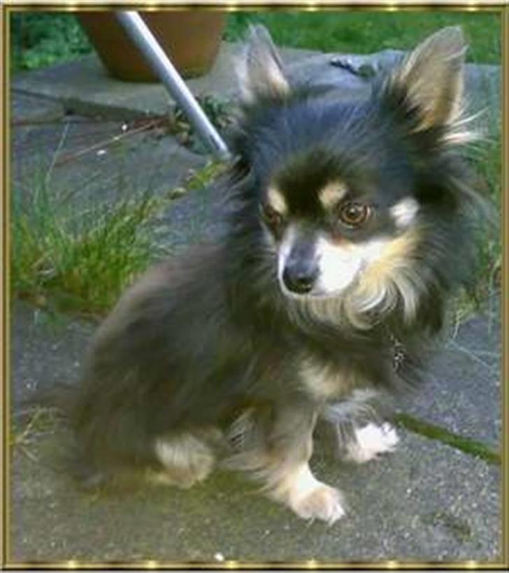 Chihuahua Lynet (Maxie 9år d.8 MAJ 2012 blev han - Er snart SÅ lille, at jeg forsvinder........ billede 14