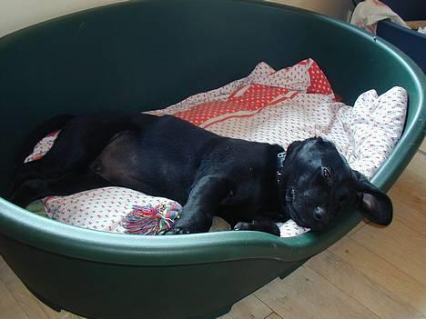 Blanding af racer Buller billede 14