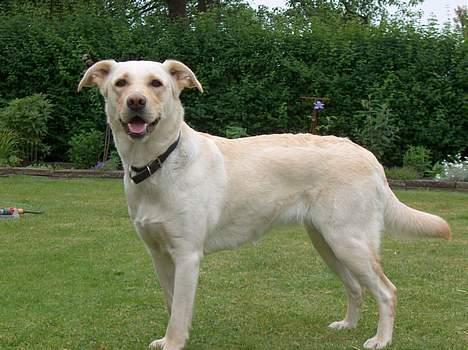 Blanding af racer Freja  billede 1