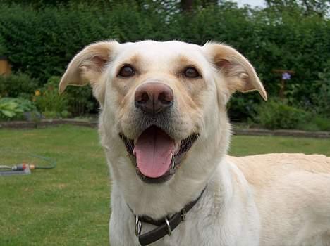 Blanding af racer Freja  billede 2