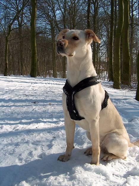 Blanding af racer Freja  billede 3