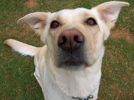 Blanding af racer Freja  - Hvad er det du har der? billede 4