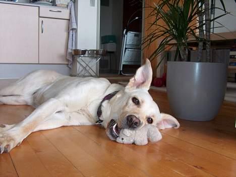 Blanding af racer Freja  billede 5