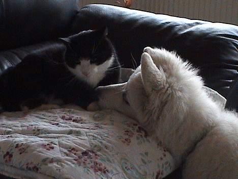 Hvid schæfer Cato - Min store bror Pusser og mig Cato billede 14