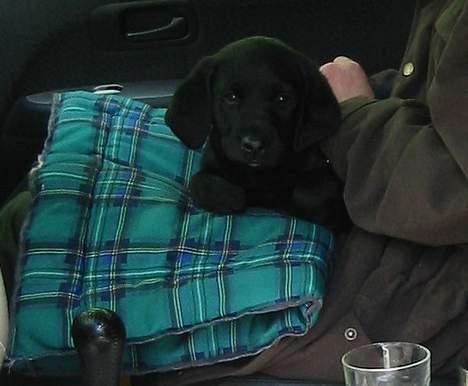 Labrador retriever Sniper - Sniper med verdens største ører - kun 8 uger gammel :-) billede 5