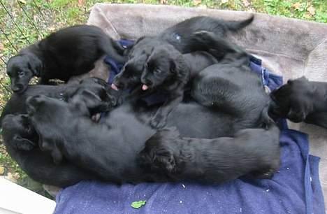 Labrador retriever Sniper - Onkel Sniper er hoppebog for 10-12 flatter-hvalpe ;-) billede 6