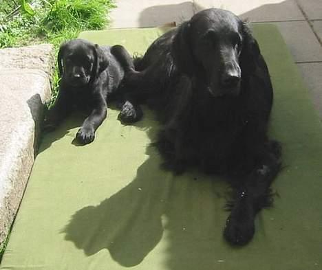 Labrador retriever Sniper - Sniper 8 uger gammel med Moster Molly (Flat-coated retriever) billede 7