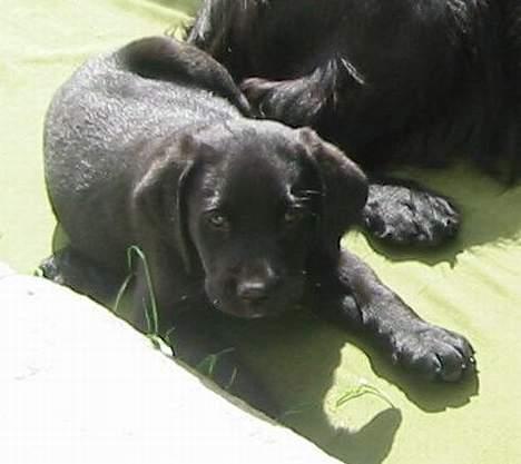 Labrador retriever Sniper - Sniper 8 uger gammel i solen. billede 8