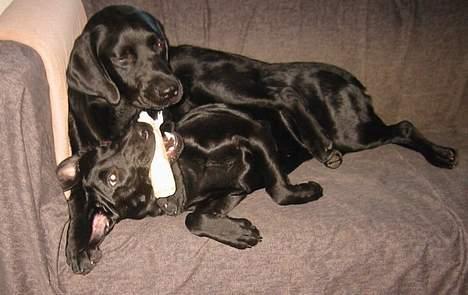Labrador retriever Sniper - Sniper "deler" et tyggeben med Rosie, mens de ligger "arm i arm" i sofaen ;-) billede 9