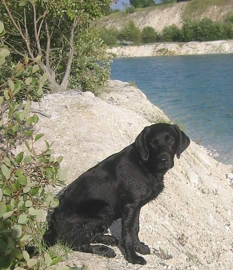 Labrador retriever Sniper - Sniper sidder i solen efter en dukkert i kalkbrudet. billede 10