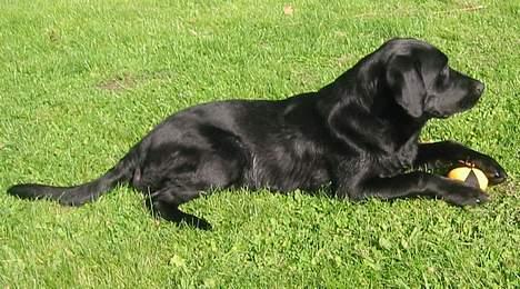 Labrador retriever Sniper - Det er MIN bold! ...siger Sniper billede 11
