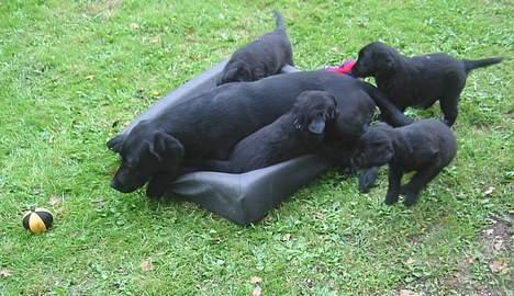 Labrador retriever Sniper - Argh!!! hvalpene vil tage min bold! billede 12