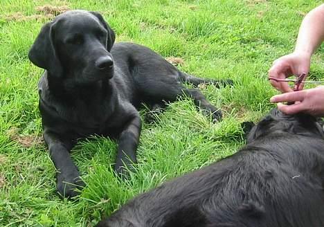 Labrador retriever Sniper - Pyha! Godt man ikke er en af de der langhårede retriever! billede 13