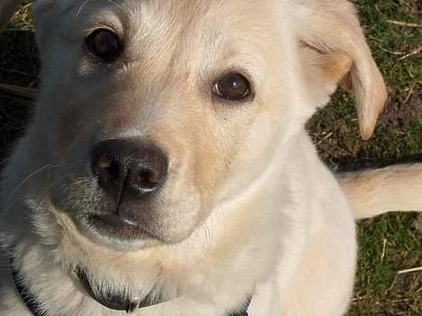 Blanding af racer Freja  - Freja 11 uger  billede 6