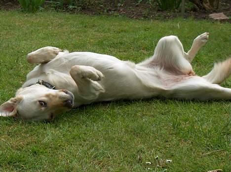 Blanding af racer Freja  - Uha jeg er da lække! ik? billede 7