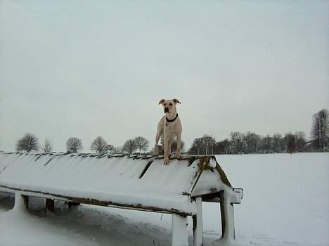 Blanding af racer Freja  - uha her har jeg jo en rigtig god udsigt billede 8