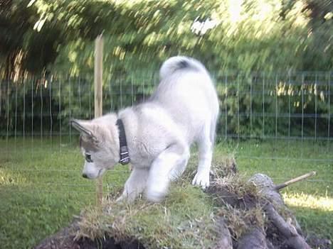 Alaskan malamute Freja *aflivet* - Freja 8 uger gammel. I sin nye løbegård med egen hule. billede 8