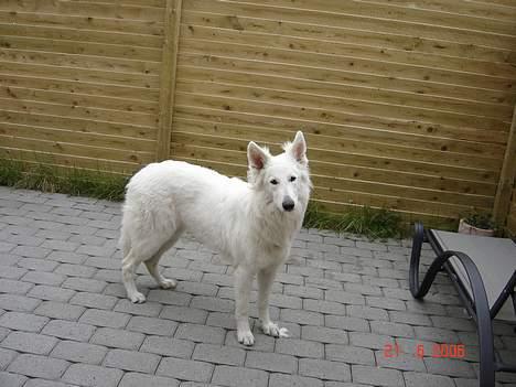 Hvid Schweizisk Hyrdehund Beyla billede 5