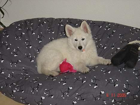 Hvid Schweizisk Hyrdehund Beyla billede 6