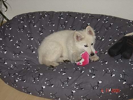 Hvid Schweizisk Hyrdehund Beyla - Dø hval døøøøøøøøøø!! billede 7