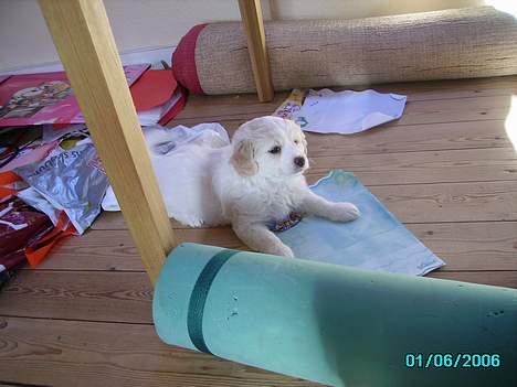 Blanding af racer Pjevs billede 10