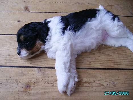 Blanding af racer Pjevs billede 11