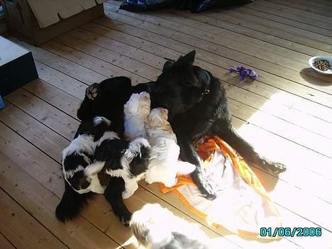 Blanding af racer Pjevs - Kom vi angriber Mocka billede 12