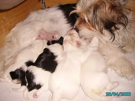 Blanding af racer Pjevs billede 13