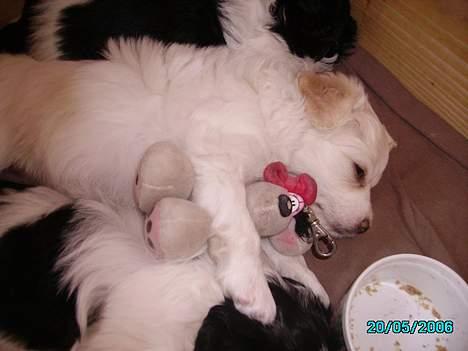 Blanding af racer Pjevs billede 14