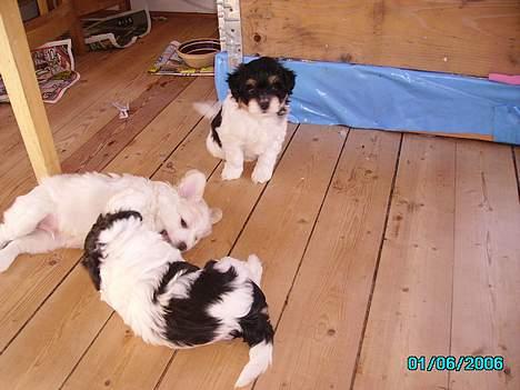 Blanding af racer Pjevs billede 15