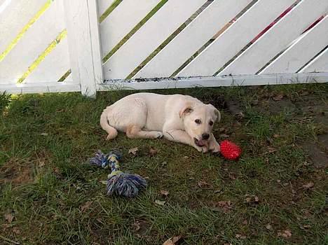 Blanding af racer Freja  - 11 uger billede 9