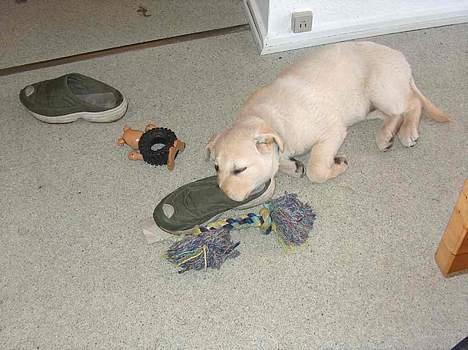 Blanding af racer Freja  - Her dufter godt af min nye "mor".. 11 uger billede 10