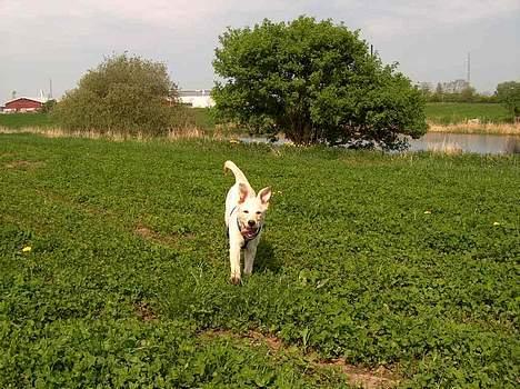 Blanding af racer Freja  - Jepjep nu kommer jeg...!!! billede 11
